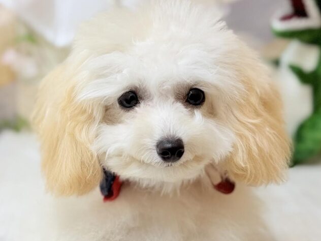 高知県のトイプードル(トイ) (ワンキャラット アミーゴ高知店/2025年10月20日生まれ/女の子/ペールフォーン)の子犬の1枚目の画像