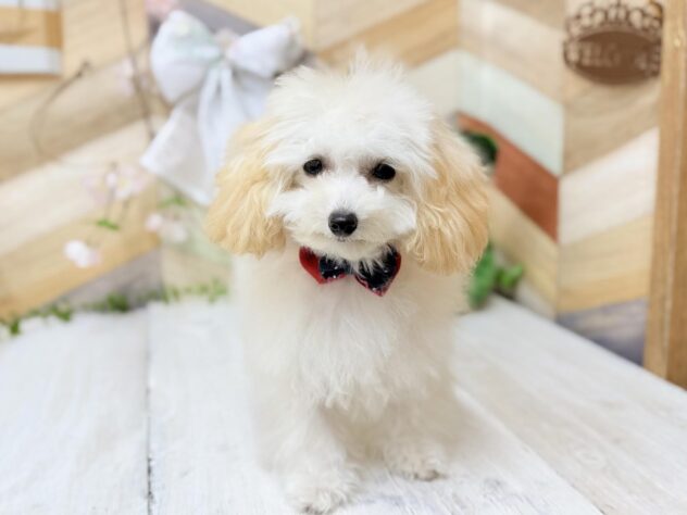 高知県のトイプードル(トイ) (ワンキャラット アミーゴ高知店/2025年10月20日生まれ/女の子/ペールフォーン)の子犬の2枚目の画像