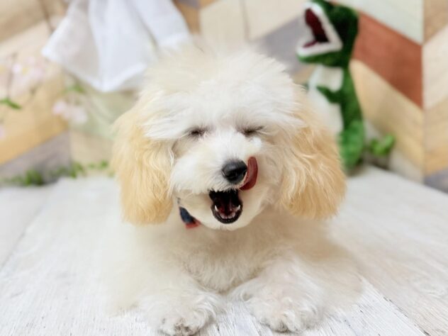 高知県のトイプードル(トイ) (ワンキャラット アミーゴ高知店/2025年10月20日生まれ/女の子/ペールフォーン)の子犬の3枚目の画像