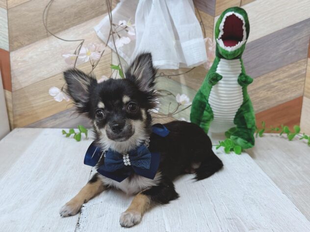 高知県のチワワ(ロング) (ワンキャラット アミーゴ高知店/2025年10月8日生まれ/男の子/ブラックタン)の子犬の2枚目の画像