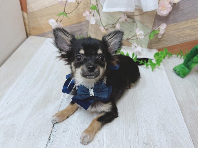 高知県のチワワ(ロング) (ワンキャラット アミーゴ高知店/2025年10月8日生まれ/男の子/ブラックタン)の子犬の3枚目の画像