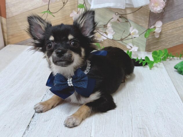 高知県のチワワ(ロング) (ワンキャラット アミーゴ高知店/2025年10月8日生まれ/男の子/ブラックタン)の子犬の1枚目の画像