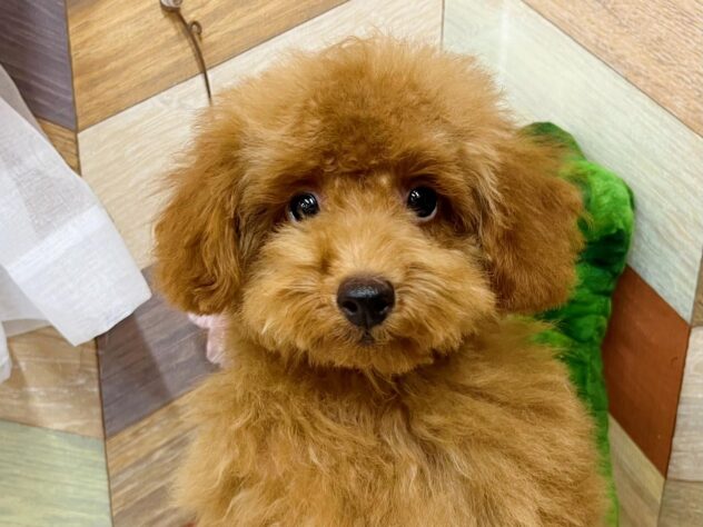 高知県のトイプードル(トイ) (ワンキャラット アミーゴ高知店/2025年11月23日生まれ/男の子/レッドフォーン)の子犬の1枚目の画像