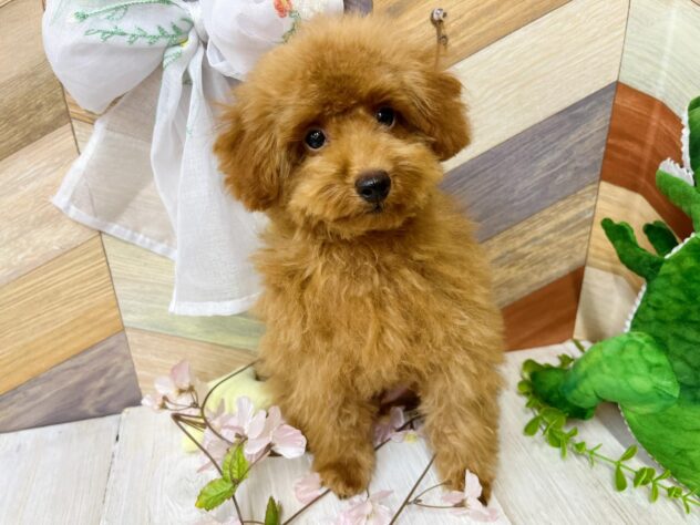 高知県のトイプードル(トイ) (ワンキャラット アミーゴ高知店/2025年11月23日生まれ/男の子/レッドフォーン)の子犬の3枚目の画像