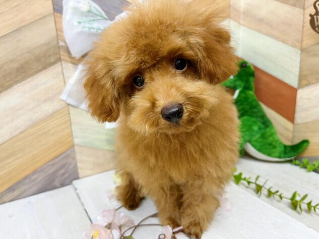 高知県のトイプードル(トイ) (ワンキャラット アミーゴ高知店/2025年11月23日生まれ/男の子/レッドフォーン)の子犬の2枚目の画像