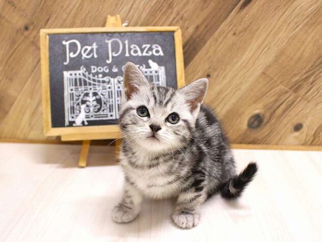 2026年2月10日生まれのアメリカンショートヘアー