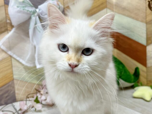 2025年11月24日生まれのサイベリアン