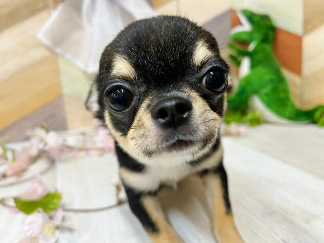 高知県のチワワ(ロング) (ワンキャラット アミーゴ高知店/2025年10月3日生まれ/男の子/ブラックタンホワイト)の子犬の1枚目の画像