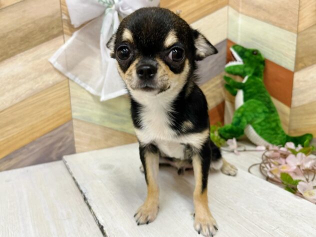 高知県のチワワ(ロング) (ワンキャラット アミーゴ高知店/2025年10月3日生まれ/男の子/ブラックタンホワイト)の子犬の2枚目の画像