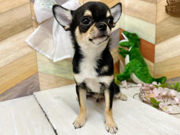 高知県のチワワ(ロング) (ワンキャラット アミーゴ高知店/2025年10月3日生まれ/男の子/ブラックタンホワイト)の子犬の3枚目の画像