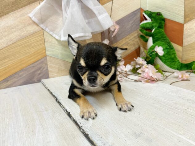 高知県のチワワ(ロング) (ワンキャラット アミーゴ高知店/2025年10月3日生まれ/男の子/ブラックタンホワイト)の子犬の4枚目の画像