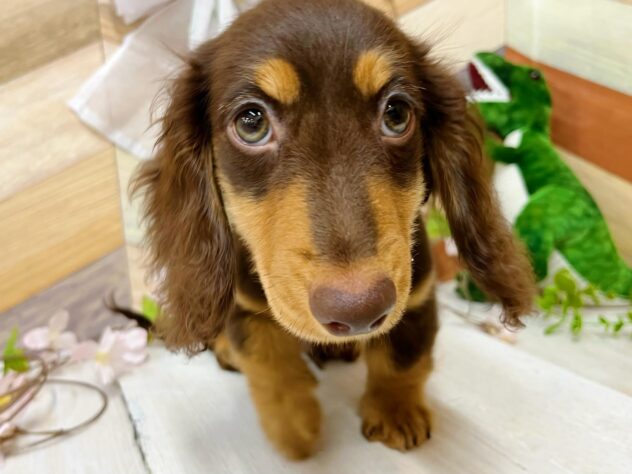 高知県のミニチュアダックスフンド(ロング) (ワンキャラット アミーゴ高知店/2026年1月3日生まれ/男の子/チョコレートタン)の子犬の1枚目の画像