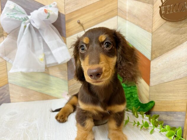 高知県のミニチュアダックスフンド(ロング) (ワンキャラット アミーゴ高知店/2026年1月3日生まれ/男の子/チョコレートタン)の子犬の3枚目の画像
