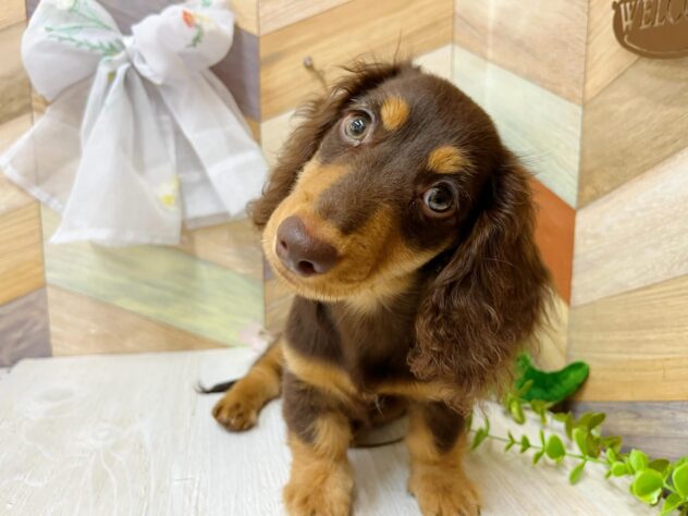 高知県のミニチュアダックスフンド(ロング) (ワンキャラット アミーゴ高知店/2026年1月3日生まれ/男の子/チョコレートタン)の子犬の4枚目の画像