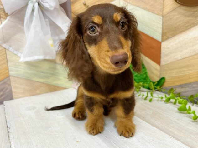 高知県のミニチュアダックスフンド(ロング) (ワンキャラット アミーゴ高知店/2026年1月3日生まれ/男の子/チョコレートタン)の子犬の2枚目の画像