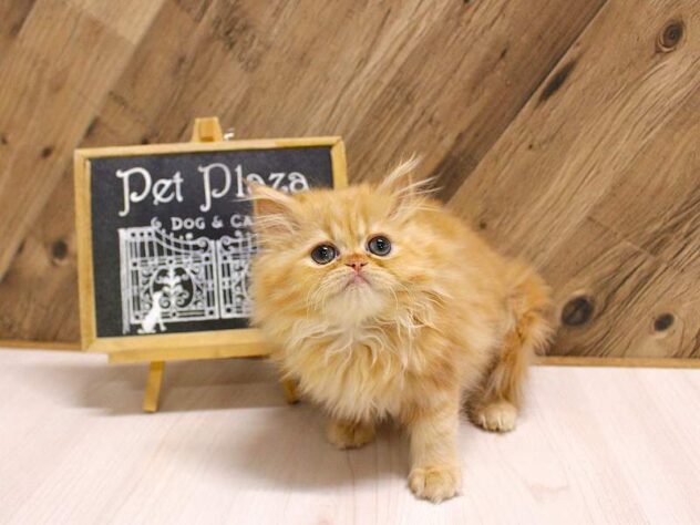 2026年2月12日生まれのミヌエット