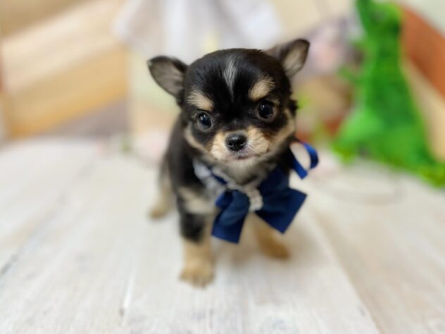 高知県のチワワ(ロング) (ワンキャラット アミーゴ高知店/2026年2月18日生まれ/男の子/ブラックタンホワイト)の子犬の4枚目の画像