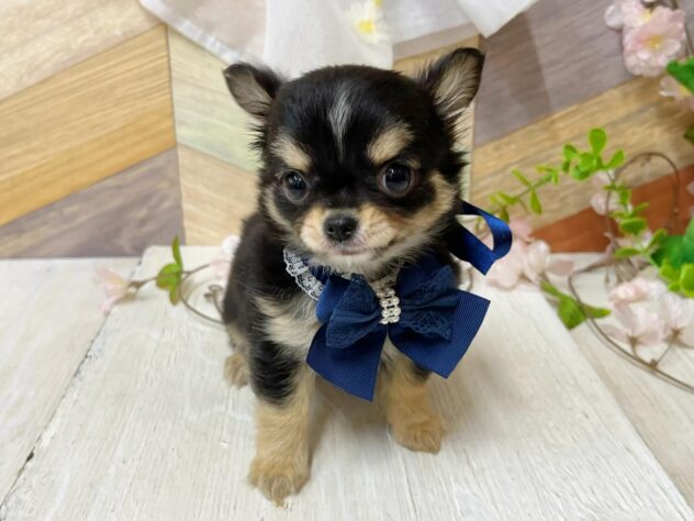 高知県のチワワ(ロング) (ワンキャラット アミーゴ高知店/2026年2月18日生まれ/男の子/ブラックタンホワイト)の子犬の3枚目の画像