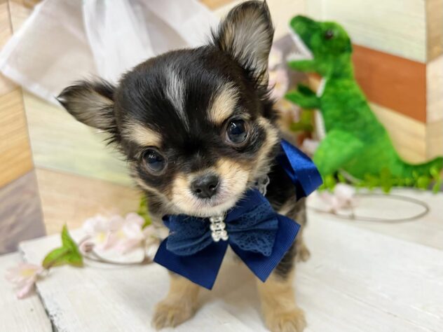 高知県のチワワ(ロング) (ワンキャラット アミーゴ高知店/2026年2月18日生まれ/男の子/ブラックタンホワイト)の子犬の1枚目の画像