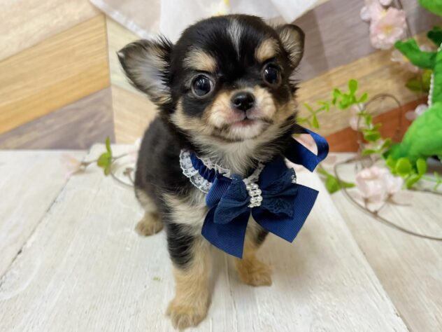 高知県のチワワ(ロング) (ワンキャラット アミーゴ高知店/2026年2月18日生まれ/男の子/ブラックタンホワイト)の子犬の2枚目の画像