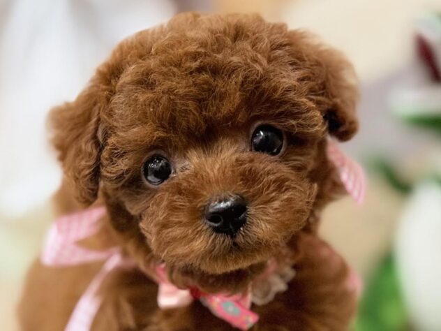 高知県のトイプードル(トイ) (ワンキャラット アミーゴ高知店/2026年2月11日生まれ/女の子/レッドフォーン)の子犬の1枚目の画像