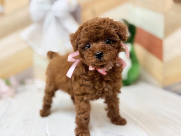 高知県のトイプードル(トイ) (ワンキャラット アミーゴ高知店/2026年2月11日生まれ/女の子/レッドフォーン)の子犬の2枚目の画像