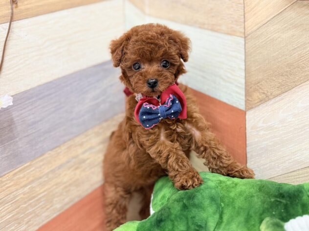 高知県のトイプードル(トイ) (ワンキャラット アミーゴ高知店/2026年2月11日生まれ/女の子/レッドフォーン)の子犬の3枚目の画像