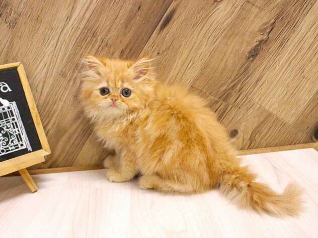 兵庫県のミヌエット (ペット・プラザ アミーゴつかしん店/2026年2月12日生まれ/男の子/レッドタビー)の子猫の2枚目の画像