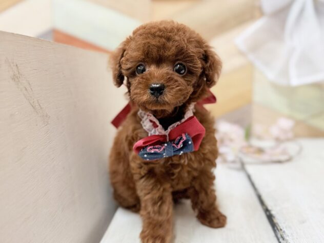 高知県のトイプードル(トイ) (ワンキャラット アミーゴ高知店/2026年2月11日生まれ/女の子/レッドフォーン)の子犬の4枚目の画像
