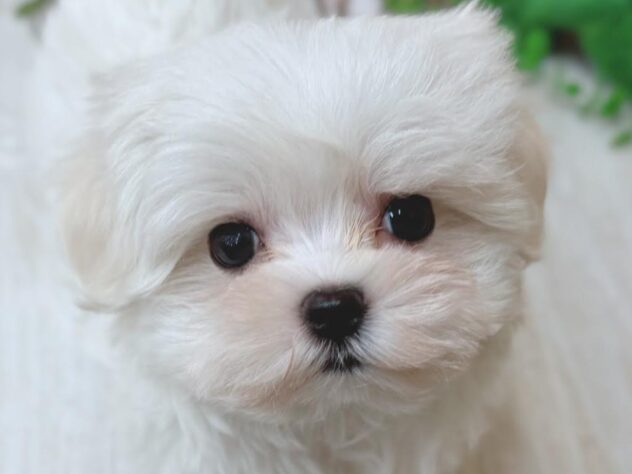 高知県のマルチーズ (ワンキャラット アミーゴ高知店/2026年2月13日生まれ/女の子/ホワイト)の子犬の1枚目の画像