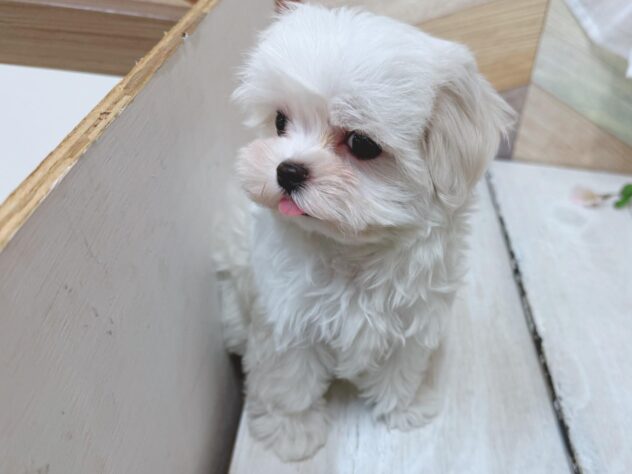 高知県のマルチーズ (ワンキャラット アミーゴ高知店/2026年2月13日生まれ/女の子/ホワイト)の子犬の3枚目の画像