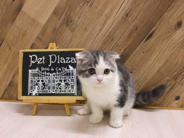 兵庫県のスコティッシュフォールド (ペット・プラザ アミーゴつかしん店/2026年1月30日生まれ/男の子/ブルータビーホワイト)の子猫の3枚目の画像