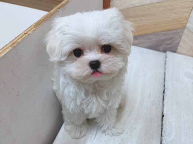 高知県のマルチーズ (ワンキャラット アミーゴ高知店/2026年2月13日生まれ/女の子/ホワイト)の子犬の2枚目の画像