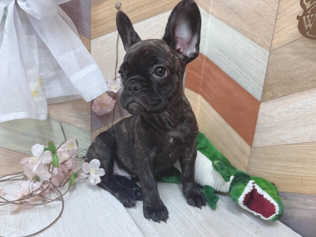 高知県のフレンチブルドッグ (ワンキャラット アミーゴ高知店/2026年1月11日生まれ/男の子/ブリンドル)の子犬の3枚目の画像