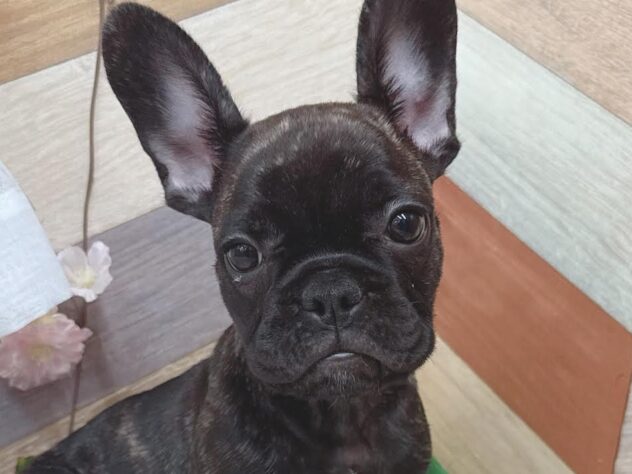 高知県のフレンチブルドッグ (ワンキャラット アミーゴ高知店/2026年1月11日生まれ/男の子/ブリンドル)の子犬の1枚目の画像