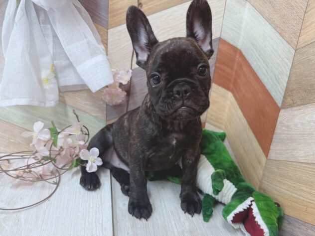 高知県のフレンチブルドッグ (ワンキャラット アミーゴ高知店/2026年1月11日生まれ/男の子/ブリンドル)の子犬の2枚目の画像