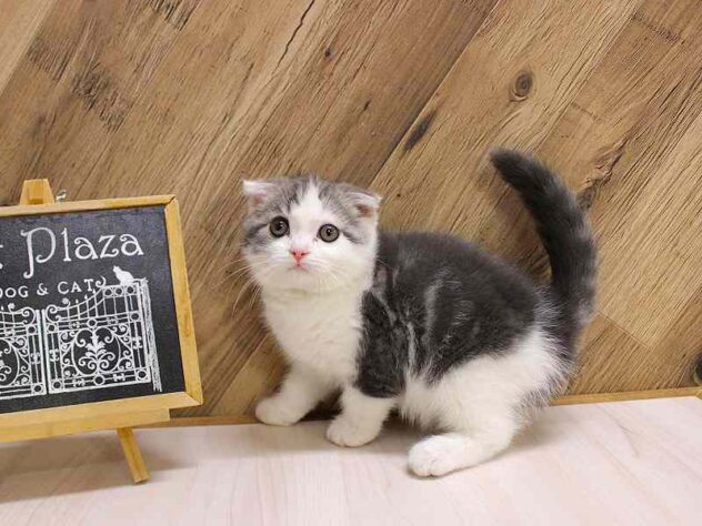 兵庫県のスコティッシュフォールド (ペット・プラザ アミーゴつかしん店/2026年1月30日生まれ/男の子/ブルータビーホワイト)の子猫の1枚目の画像