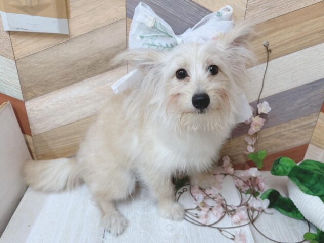 高知県のハーフ犬・ミックス犬 (ワンキャラット アミーゴ高知店/2025年10月24日生まれ/男の子/クリーム)の子犬の4枚目の画像