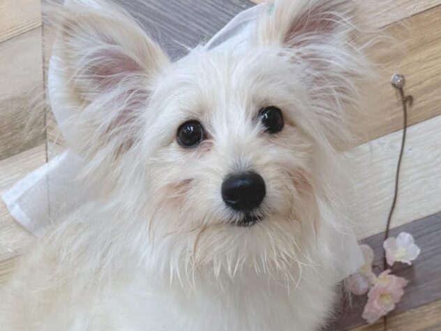 高知県のハーフ犬・ミックス犬 (ワンキャラット アミーゴ高知店/2025年10月24日生まれ/男の子/クリーム)の子犬の1枚目の画像