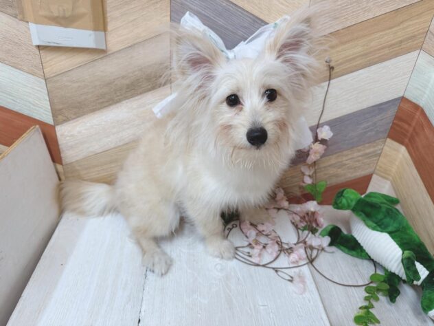 高知県のハーフ犬・ミックス犬 (ワンキャラット アミーゴ高知店/2025年10月24日生まれ/男の子/クリーム)の子犬の3枚目の画像