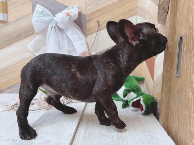 高知県のフレンチブルドッグ (ワンキャラット アミーゴ高知店/2026年1月11日生まれ/男の子/ブリンドル)の子犬の4枚目の画像