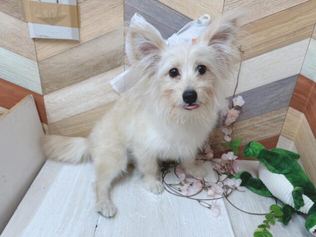 高知県のハーフ犬・ミックス犬 (ワンキャラット アミーゴ高知店/2025年10月24日生まれ/男の子/クリーム)の子犬の2枚目の画像