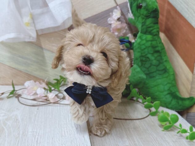 高知県のハーフ犬・ミックス犬 (ワンキャラット アミーゴ高知店/2026年2月20日生まれ/男の子/クリーム)の子犬の4枚目の画像