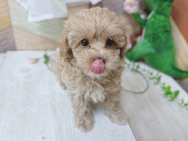 高知県のハーフ犬・ミックス犬 (ワンキャラット アミーゴ高知店/2026年2月20日生まれ/男の子/クリーム)の子犬の3枚目の画像