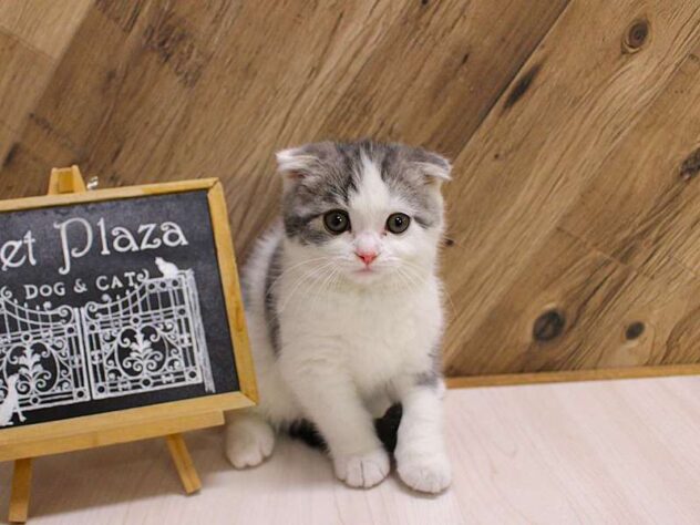 兵庫県のスコティッシュフォールド (ペット・プラザ アミーゴつかしん店/2026年1月30日生まれ/男の子/ブルータビーホワイト)の子猫の2枚目の画像