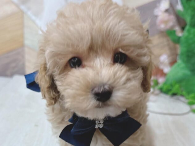 高知県のハーフ犬・ミックス犬 (ワンキャラット アミーゴ高知店/2026年2月20日生まれ/男の子/クリーム)の子犬の1枚目の画像