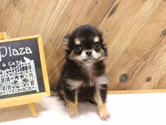 兵庫県のチワワ(ロング) (ペット・プラザ アミーゴつかしん店/2026年1月27日生まれ/男の子/ブラックタンホワイト)の子犬の3枚目の画像