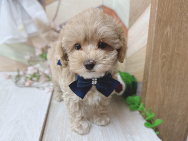 高知県のハーフ犬・ミックス犬 (ワンキャラット アミーゴ高知店/2026年2月20日生まれ/男の子/クリーム)の子犬の2枚目の画像