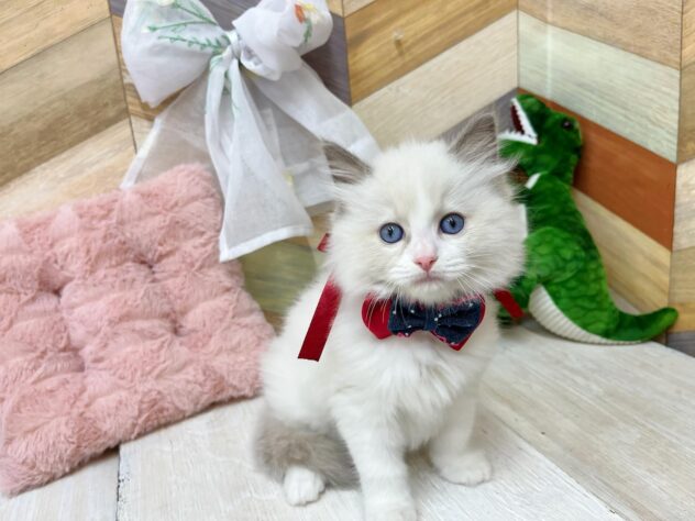 高知県のラグドール (ワンキャラット アミーゴ高知店/2026年2月22日生まれ/女の子/ブルーポイントバイカラー)の子猫の4枚目の画像
