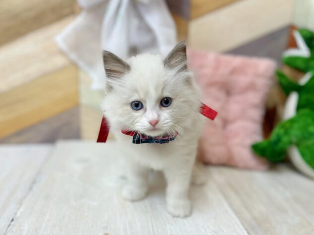 高知県のラグドール (ワンキャラット アミーゴ高知店/2026年2月22日生まれ/女の子/ブルーポイントバイカラー)の子猫の3枚目の画像